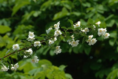 Yasmin, yasmin, yasmyn (eskimiş), zeytin familyasından bir bitki türü. Alaycı portakal (lat. Hughdelphus coronarius)