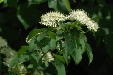 Siyah böğürtlen (Sambucus nigra L.; yerel isimler bozniak, elderberry, sambuk, ağaçsız) 