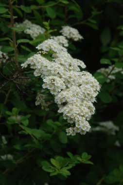 Meadowsweet (Spiraea L.), Rosaceae familyasından bir bitki cinsidir.. 