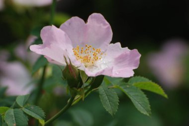 Köpek Balığı Gül (Rosa Canina)
