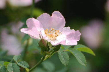 Köpek Balığı Gül (Rosa Canina)