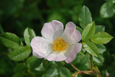 Köpek Balığı Gül (Rosa Canina)