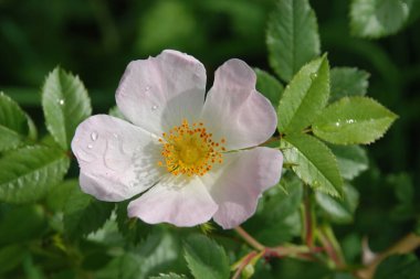 Köpek Balığı Gül (Rosa Canina)