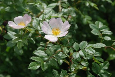 Köpek Balığı Gül (Rosa Canina)