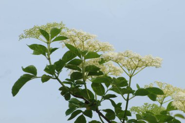 Yaygın dağ külleri (Sorbus aucuparia)