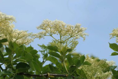 Yaygın dağ külleri (Sorbus aucuparia)