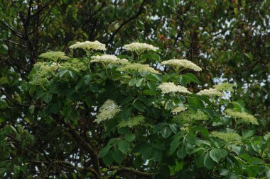 Yaygın dağ külleri (Sorbus aucuparia)