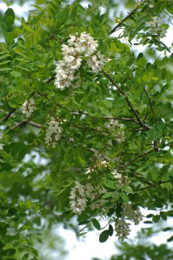 Acacia (Acacia), baklagiller familyasından bir bitki cinsidir..
