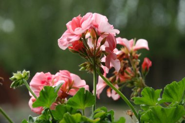 Petunya (Fransız petunyasından Latince Petunya - tütün) - bitkisel bitki cinsi.