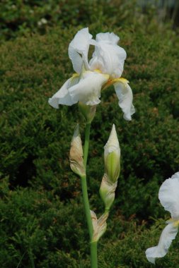 Horozlar veya irisler (Latin Iris) 