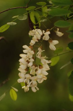 Acacia (Acacia), baklagiller familyasından bir bitki cinsidir..