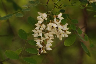 Acacia (Acacia), baklagiller familyasından bir bitki cinsidir..