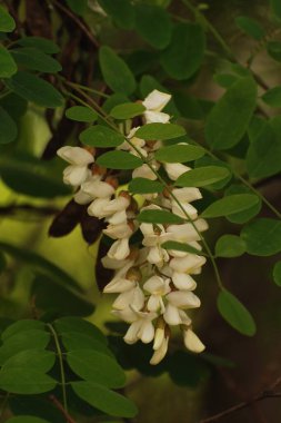Acacia (Acacia), baklagiller familyasından bir bitki cinsidir..