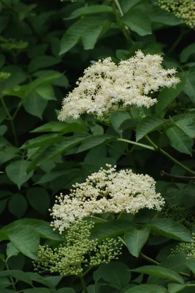 Yaygın dağ külleri (Sorbus aucuparia)