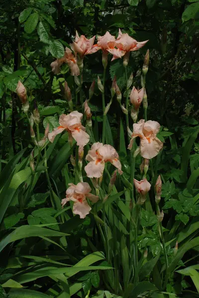 Horozlar veya irisler (Latin Iris) 