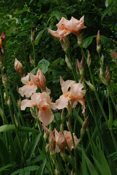 Horozlar veya irisler (Latin Iris) 