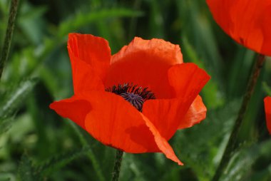 Oriental haşhaş (gelincik orientale) 