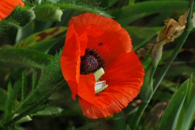 Oriental haşhaş (gelincik orientale) 