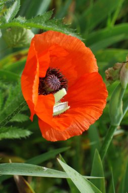 Oriental haşhaş (gelincik orientale) 