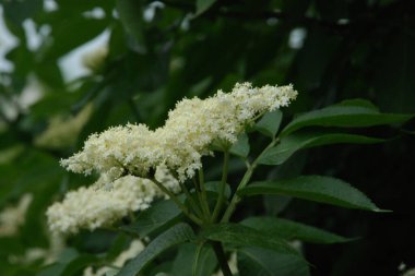 Yaygın dağ külleri (Sorbus aucuparia)