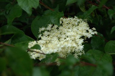 Yaygın dağ külleri (Sorbus aucuparia)