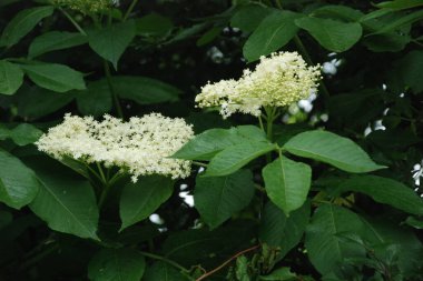 Yaygın dağ külleri (Sorbus aucuparia)