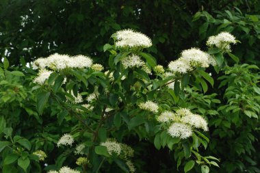 Siyah böğürtlen (Sambucus nigra L.; yerel isimler bozniak, elderberry, sambuk, ağaçsız) 