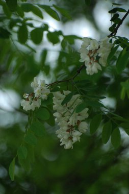 Acacia (Acacia), baklagiller familyasından bir bitki cinsidir..