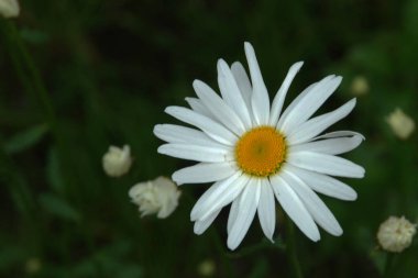 Papatya çayı ya da papatya çayı her yıl yüksek dallı bir bitki cinsidir. 
