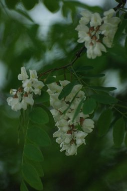 Acacia (Acacia), baklagiller familyasından bir bitki cinsidir..