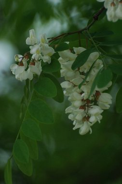 Acacia (Acacia), baklagiller familyasından bir bitki cinsidir..
