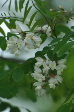 Acacia (Acacia), baklagiller familyasından bir bitki cinsidir..