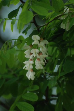Acacia (Acacia), baklagiller familyasından bir bitki cinsidir..