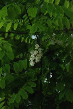 Acacia (Acacia), baklagiller familyasından bir bitki cinsidir..