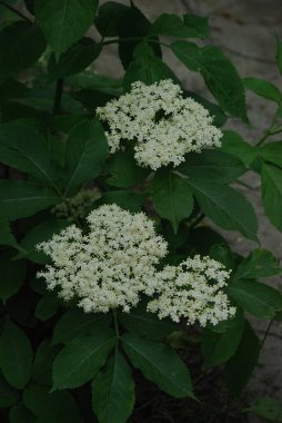 Yaygın dağ külleri (Sorbus aucuparia)