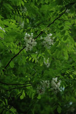 Acacia (Acacia), baklagiller familyasından bir bitki cinsidir..