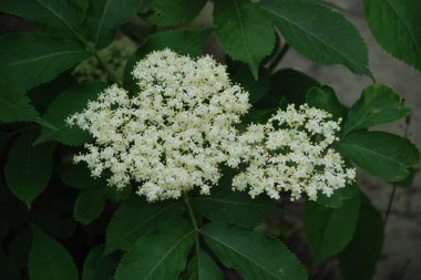 Yaygın dağ külleri (Sorbus aucuparia)
