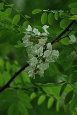 Acacia (Acacia), baklagiller familyasından bir bitki cinsidir..