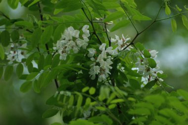 Acacia (Acacia), baklagiller familyasından bir bitki cinsidir..