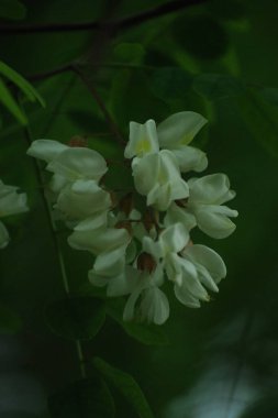 Acacia (Acacia), baklagiller familyasından bir bitki cinsidir..