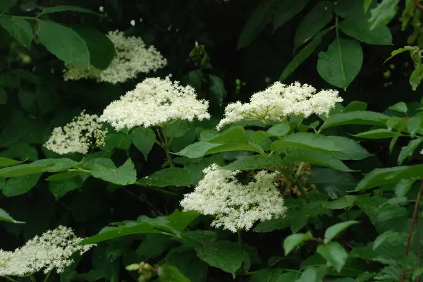 Yaygın dağ külleri (Sorbus aucuparia)