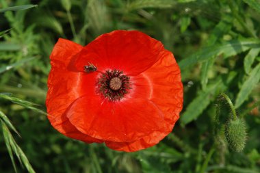 Oriental haşhaş (gelincik orientale) 