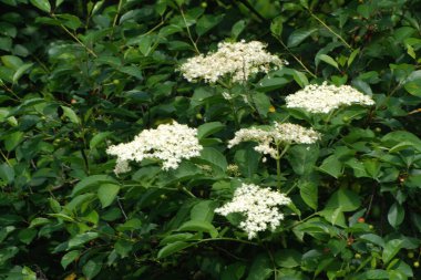 Yaygın dağ külleri (Sorbus aucuparia)