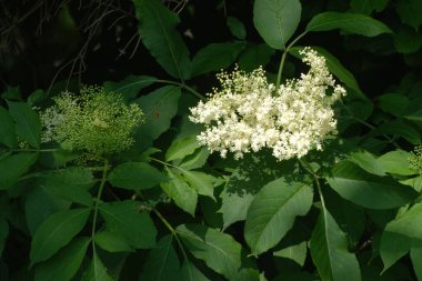 Yaygın dağ külleri (Sorbus aucuparia)