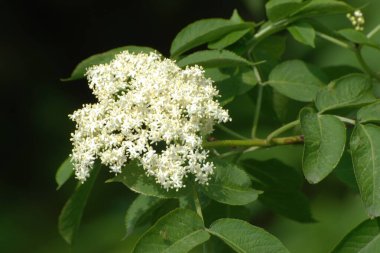 Yaygın dağ külleri (Sorbus aucuparia)