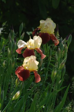 Horozlar veya irisler (Latin Iris) 