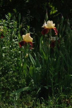 Horozlar veya irisler (Latin Iris) 