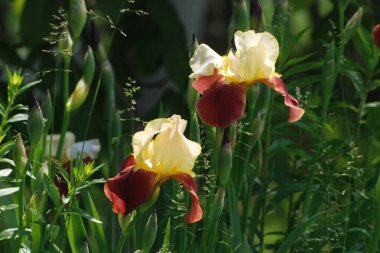 Horozlar veya irisler (Latin Iris) 