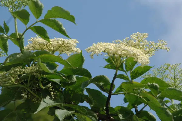 Yaygın dağ külleri (Sorbus aucuparia)
