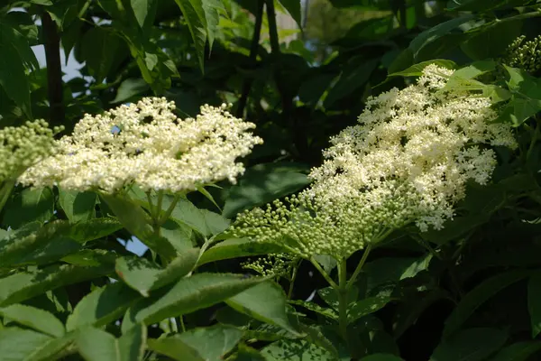 Yaygın dağ külleri (Sorbus aucuparia)